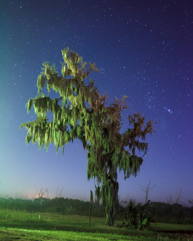 Tree at night, 50x40in, archival pigment print, 2014